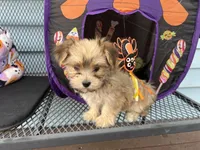 Brownie, a female Morkie for sale in Williamsburg, MO – 2 of 7