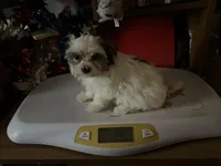 Sissy, a female Morkie for sale in Williamsburg, MO – 4 of 6