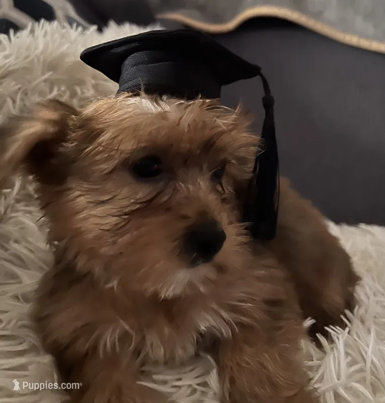Sable – Yorkshire Terrier puppy for sale in Williamsburg, MO