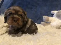 Skittles, a male Cocker Spaniel for sale in Williamsburg, MO – Photo 4 of 8