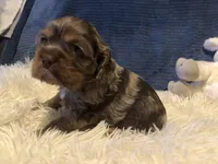 Skittles, a male Cocker Spaniel for sale in Williamsburg, MO – Photo 1 of 8