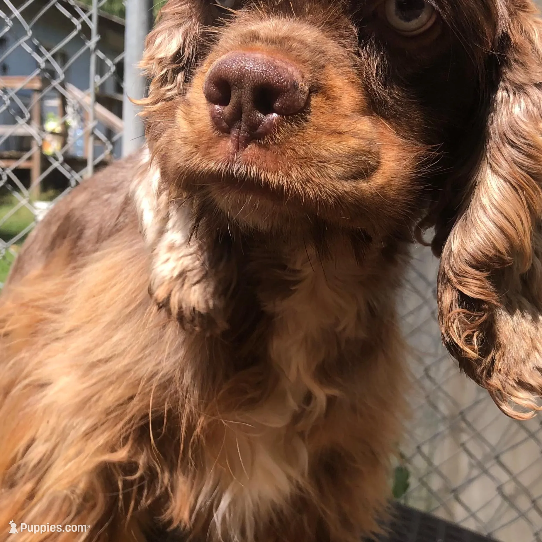 Skittles, a male Cocker Spaniel for sale in Williamsburg, MO – Photo 6 of 8