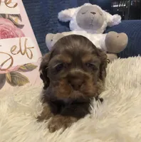 Skittles, a male Cocker Spaniel for sale in Williamsburg, MO – Photo 2 of 8