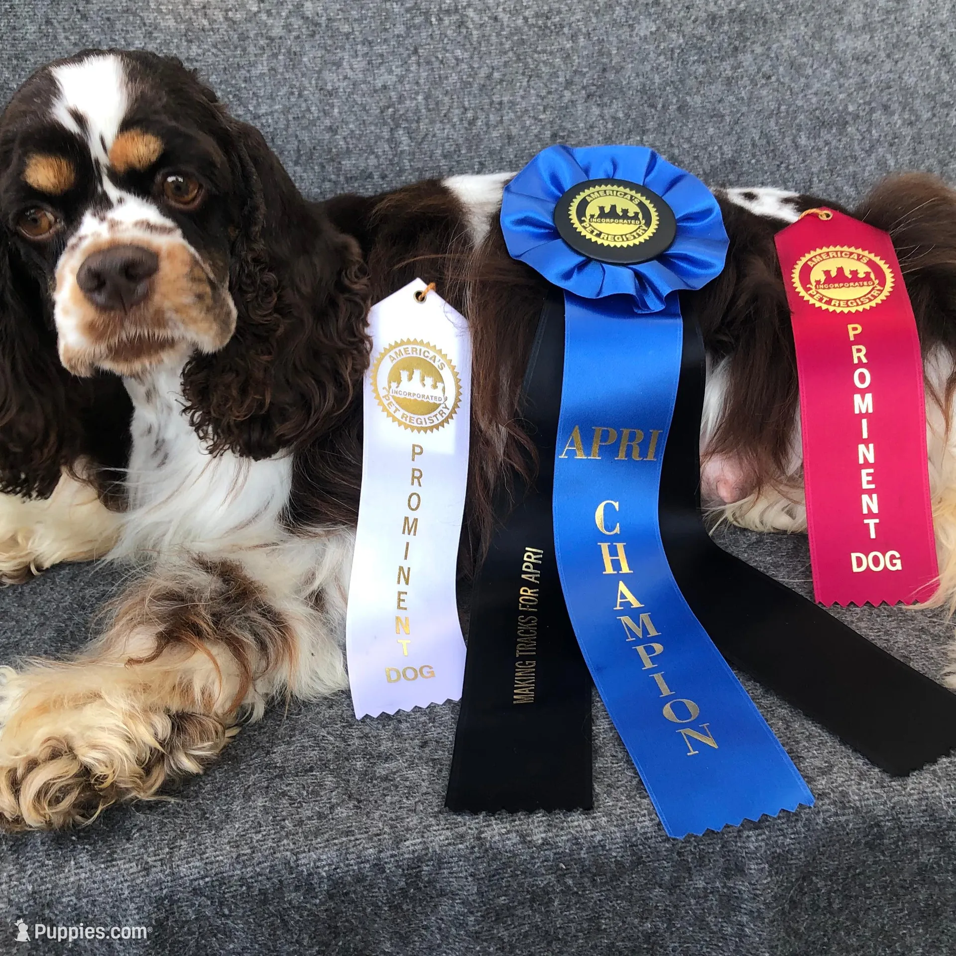 Skittles, a male Cocker Spaniel for sale in Williamsburg, MO – Photo 5 of 8