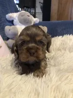 Skittles, a male Cocker Spaniel for sale in Williamsburg, MO – Photo 3 of 8
