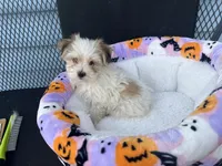 Rory, a male Morkie for sale in Williamsburg, MO – 2 of 6