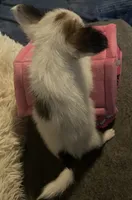 Whitney, a female Papillon for sale in Williamsburg, MO – 6 of 8