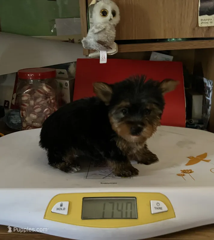 Cooper – Yorkshire Terrier puppy for sale in Williamsburg, MO