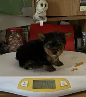 Cooper, a male Yorkshire Terrier for sale in Williamsburg, MO – 1 of 5