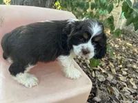Charlie , a male Cocker Spaniel for sale in Williamsburg, MO – 3 of 6