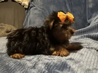 Willow, a female Yorkshire Terrier for sale in Williamsburg, MO – 5 of 7