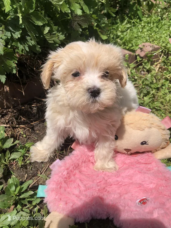 Buffy – Maltipoo puppy for sale in Williamsburg, MO