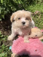 Buffy, a female Maltipoo for sale in Williamsburg, MO – Photo 1 of 6