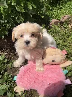 Buffy, a female Maltipoo for sale in Williamsburg, MO – Photo 2 of 6