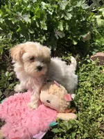 Buffy, a female Maltipoo for sale in Williamsburg, MO – Photo 3 of 6
