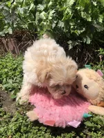 Buffy, a female Maltipoo for sale in Williamsburg, MO – Photo 4 of 6