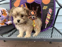 Brownie, a female Morkie for sale in Williamsburg, MO – 1 of 7