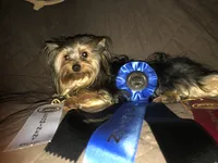 Serenity, a female Yorkshire Terrier for sale in Williamsburg, MO – 6 of 7