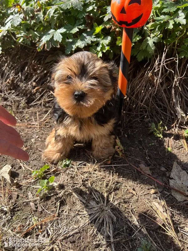 Champ – Yorkshire Terrier puppy for sale in Williamsburg, MO