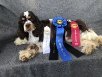 Cinder, a female Cocker Spaniel for sale in Williamsburg, MO – Photo 8 of 8