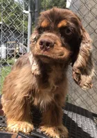 Cinder, a female Cocker Spaniel for sale in Williamsburg, MO – Photo 7 of 8