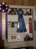 Cinder, a female Cocker Spaniel for sale in Williamsburg, MO – Photo 6 of 8