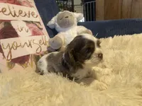 Cinder, a female Cocker Spaniel for sale in Williamsburg, MO – Photo 4 of 8