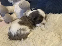 Cinder, a female Cocker Spaniel for sale in Williamsburg, MO – Photo 3 of 8