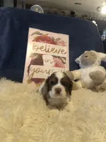 Cinder, a female Cocker Spaniel for sale in Williamsburg, MO – Photo 2 of 8