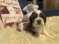 Cinder, a female Cocker Spaniel for sale in Williamsburg, MO – Photo 1 of 8