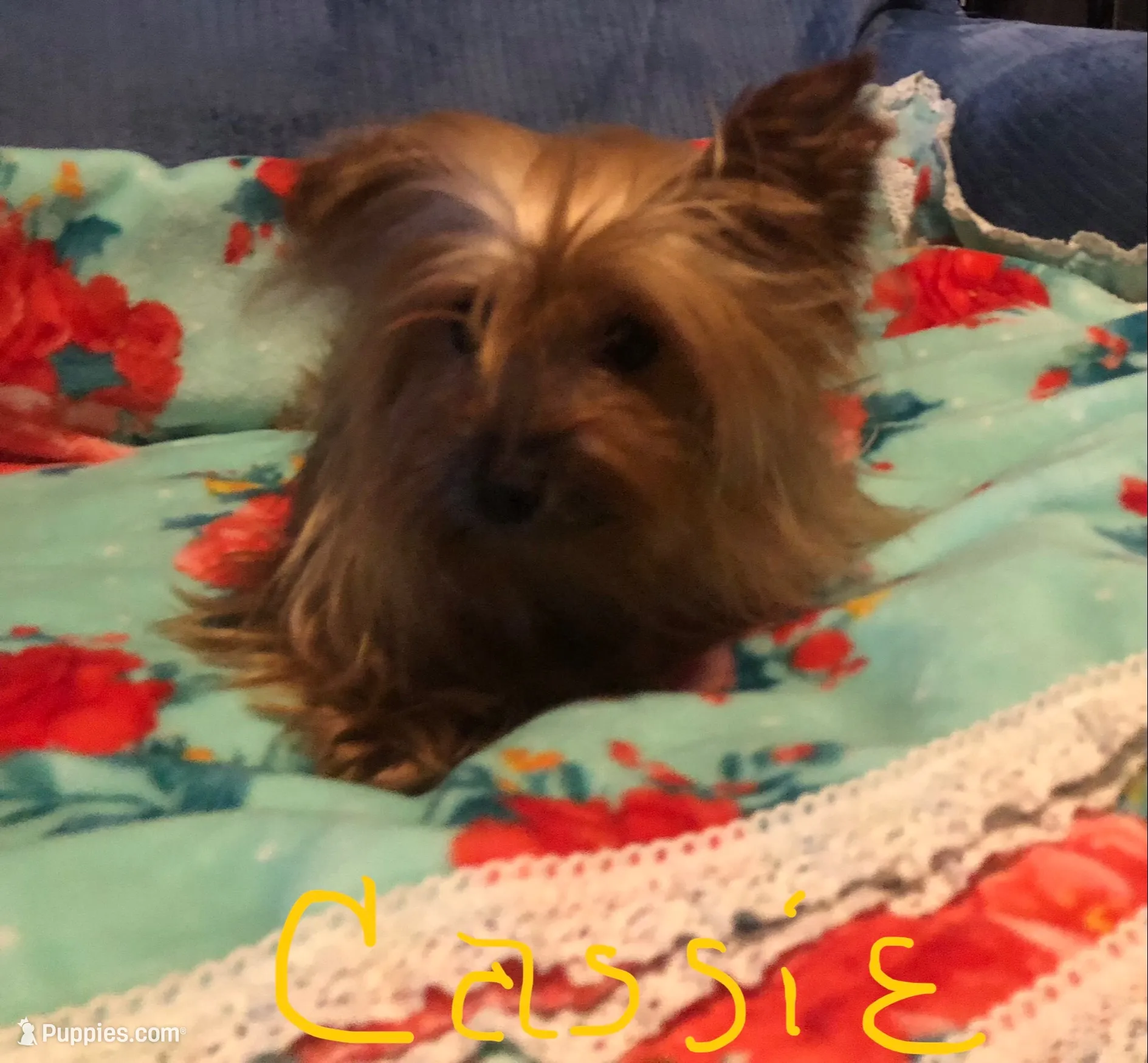 Renee, a male Yorkshire Terrier for sale in Williamsburg, MO – 7 of 7