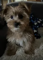Sammy, a male Yorkshire Terrier for sale in Williamsburg, MO – 2 of 7