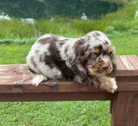 Blu, a male Cocker Spaniel for sale in Williamsburg, MO – 3 of 5
