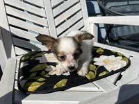 Kane, a male Papillon for sale in Williamsburg, MO – 3 of 5