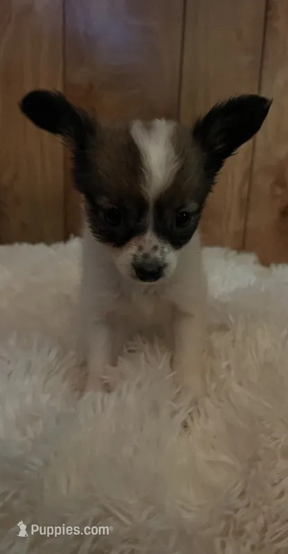 Kelsea – Papillon puppy on hold in Williamsburg, MO