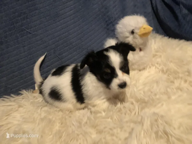 Keisha – Papillon puppy for sale in Williamsburg, MO