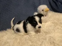 Keisha, a female Papillon for sale in Williamsburg, MO – Photo 1 of 6