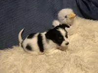 Keisha, a female Papillon for sale in Williamsburg, MO – Photo 3 of 6