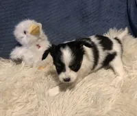 Keisha, a female Papillon for sale in Williamsburg, MO – Photo 2 of 6