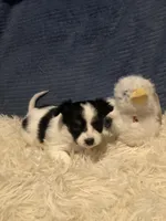 Keisha, a female Papillon for sale in Williamsburg, MO – Photo 4 of 6