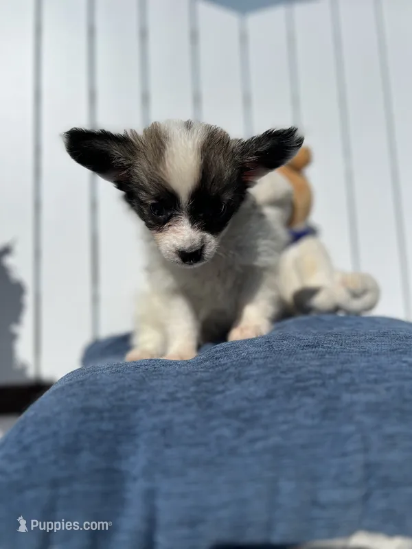 Karl – Papillon puppy for sale in Williamsburg, MO