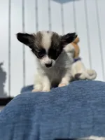 Karl, a male Papillon for sale in Williamsburg, MO – 1 of 7