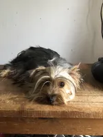 Willow, a female Yorkshire Terrier for sale in Williamsburg, MO – 7 of 7