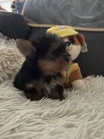 Cooper, a male Yorkshire Terrier for sale in Williamsburg, MO – 3 of 5