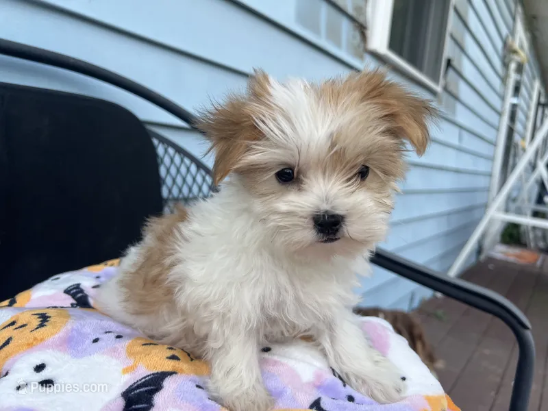 Reena – Morkie puppy for sale in Williamsburg, MO