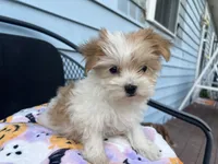 Reena, a female Morkie for sale in Williamsburg, MO – 1 of 6