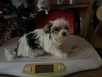 Sissy, a female Morkie for sale in Williamsburg, MO – 3 of 6