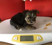 Bullet, a male Yorkshire Terrier for sale in Williamsburg, MO – Photo 5 of 8