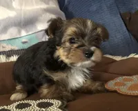 Bullet, a male Yorkshire Terrier for sale in Williamsburg, MO – Photo 3 of 8