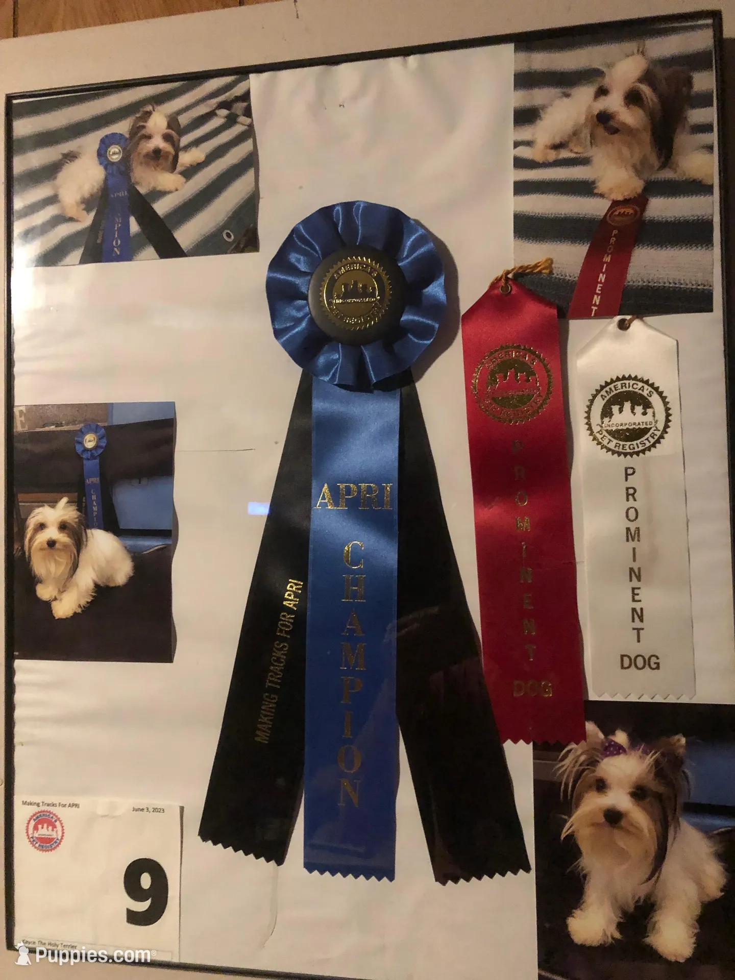 Bullet, a male Yorkshire Terrier for sale in Williamsburg, MO – Photo 8 of 8